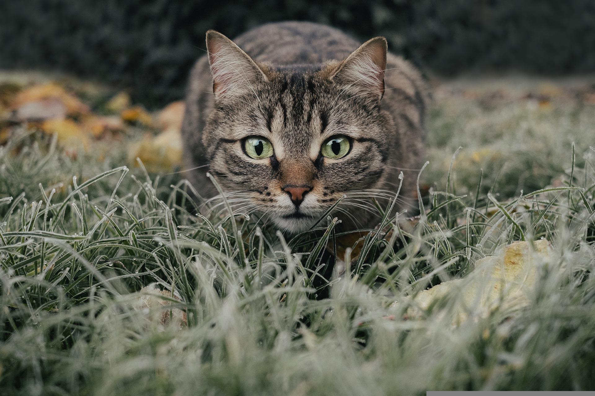 Cat-5778777 1920
