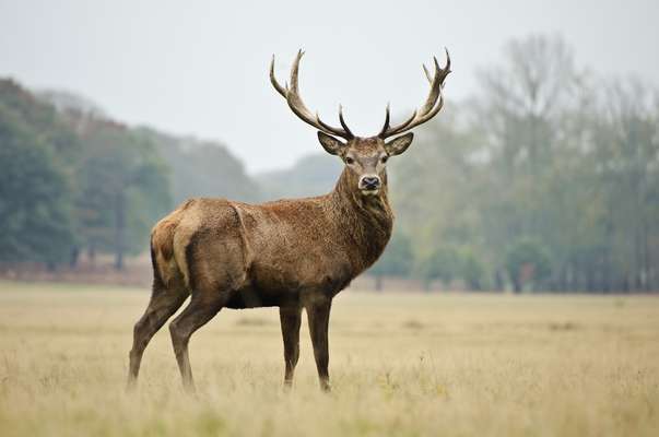 Cerf format 603x400