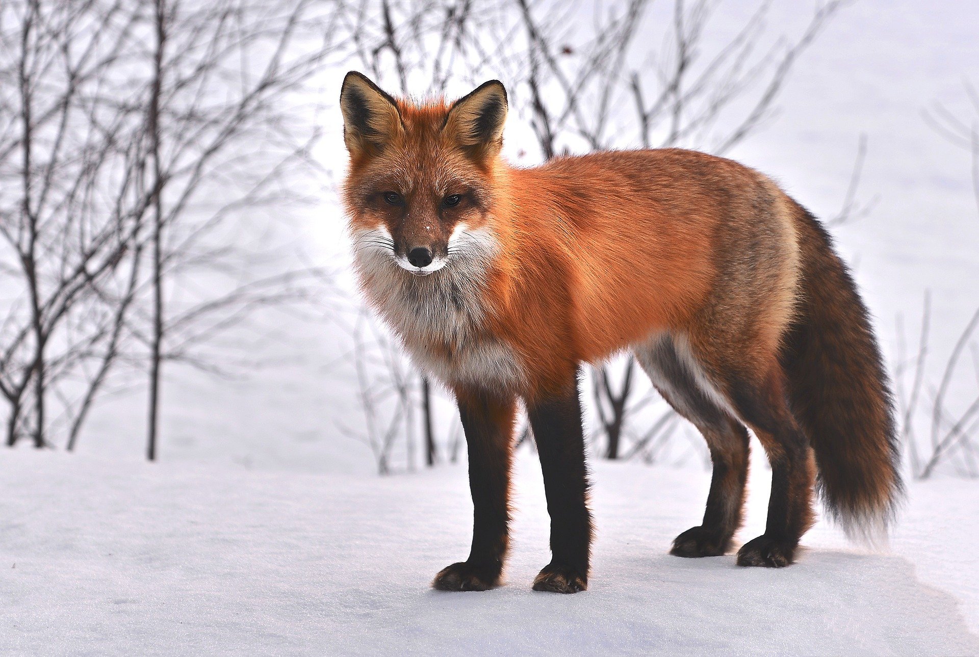 Fox-g1f55ac7e2 1920
