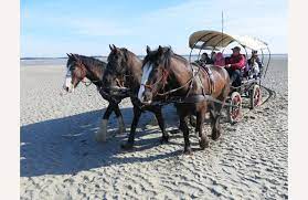 Traversée de la Baie de Somme en calèche