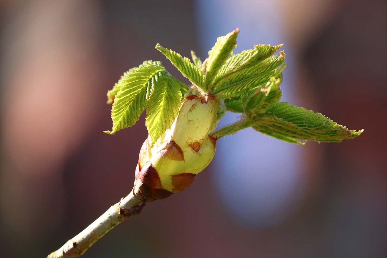 Bourgeons-cha-taignier