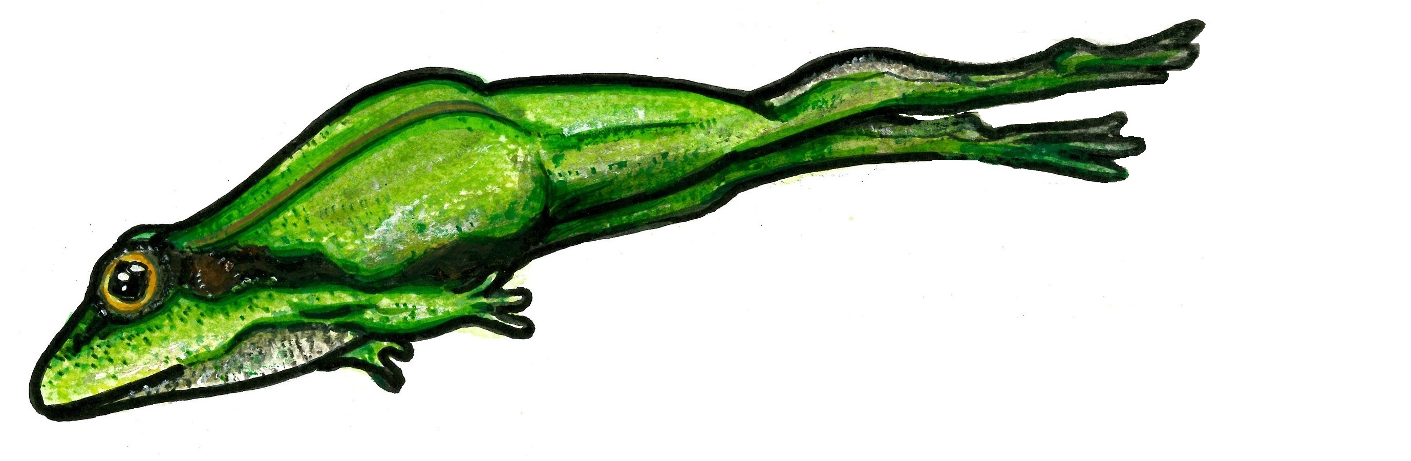 La rainette verte est une amatrice d'insectes... grâce à sa longue langue habile, elle attrape mouches, moustiques ou autres insectes en plein vol. #faunarisk