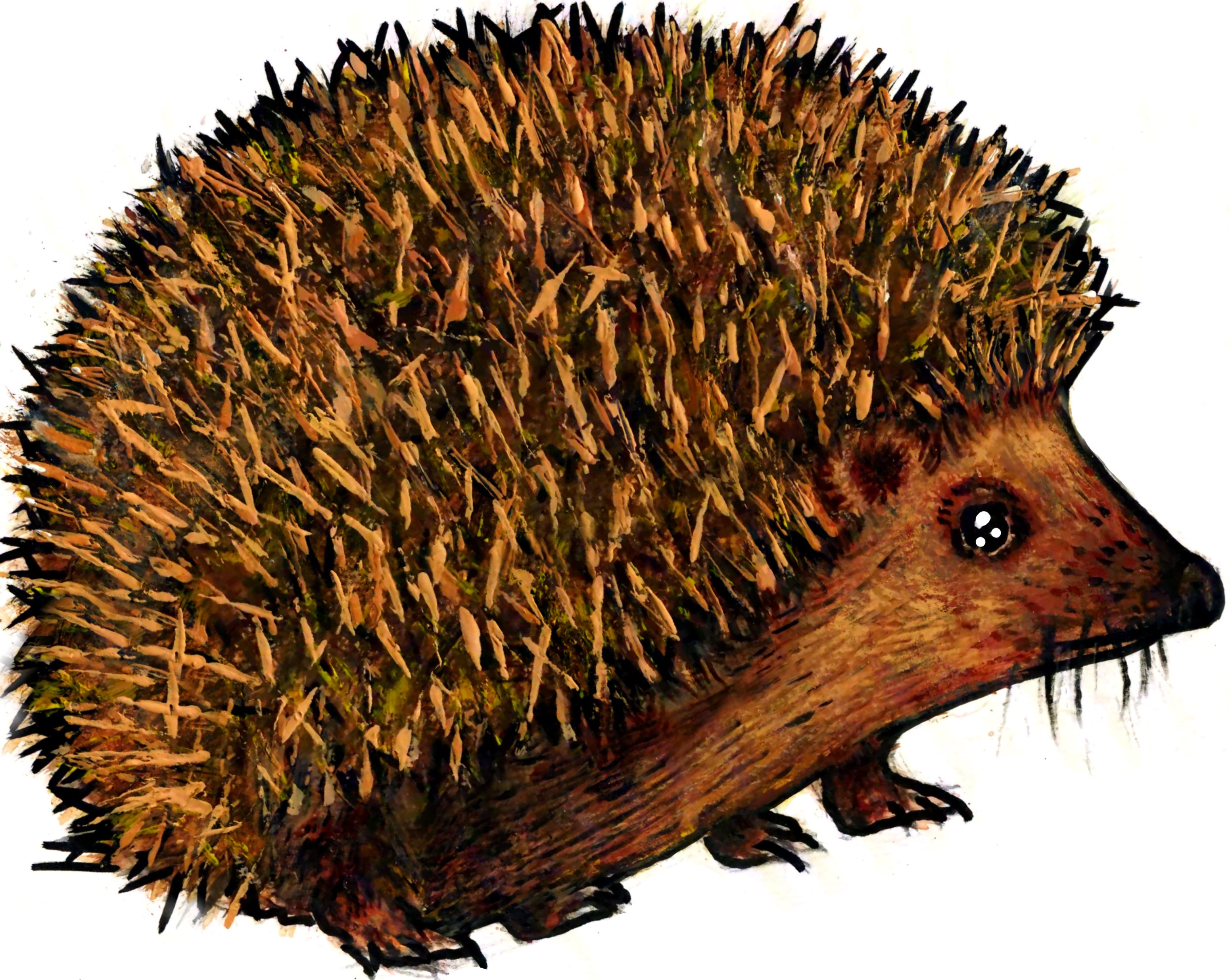 Le Hérisson d'Europe, se déplace beaucoup la nuit et en cas de danger, s'immobilise et se roule en boule en hérissant ses piquants. #faunarisk