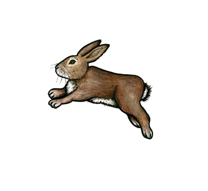 Le lapin de garenne n'est pas un "rongeur"... il fait partie des lagomorphes comme le lièvre. #faunarisk