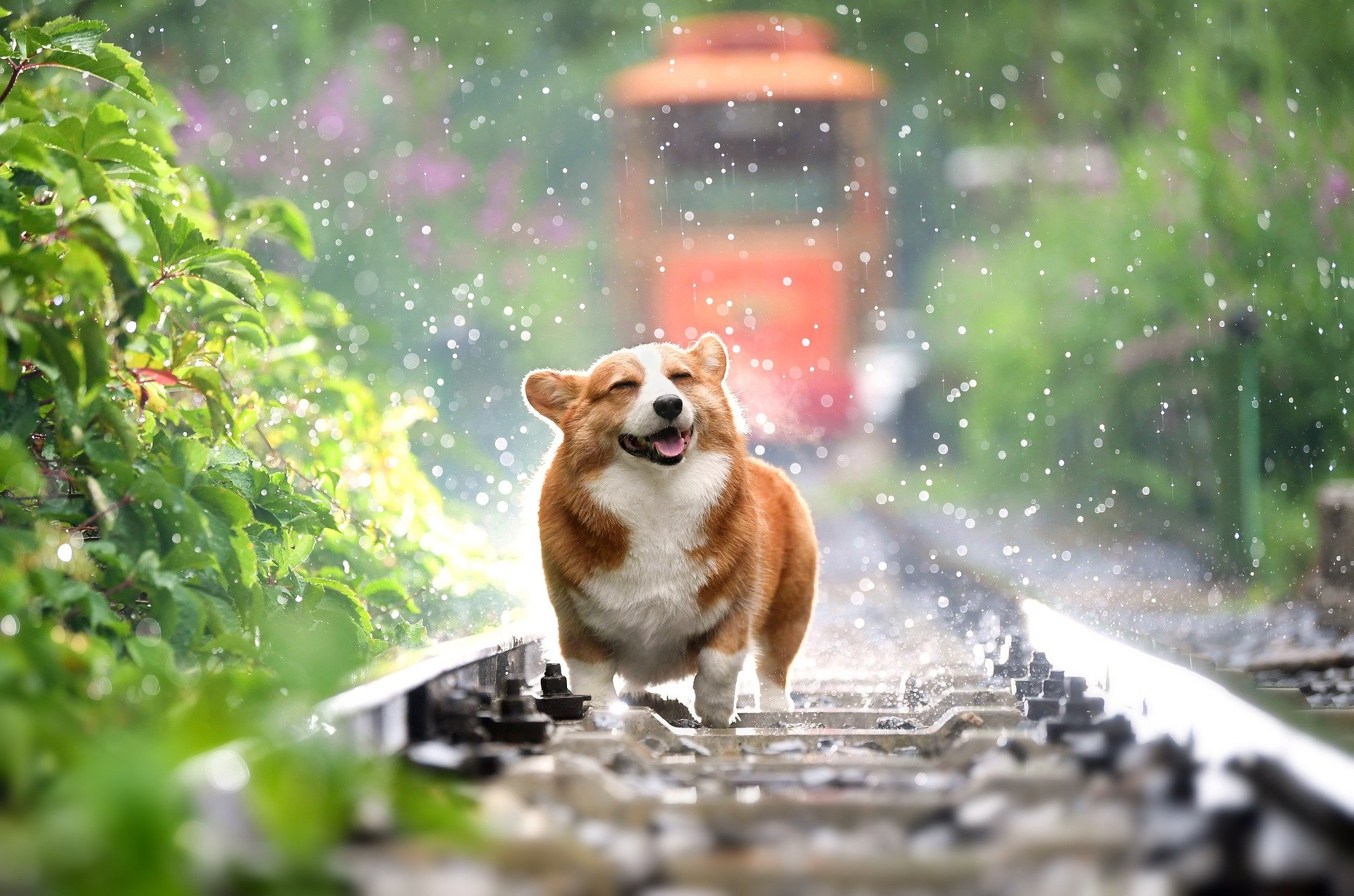 Corgi-4415649 1920