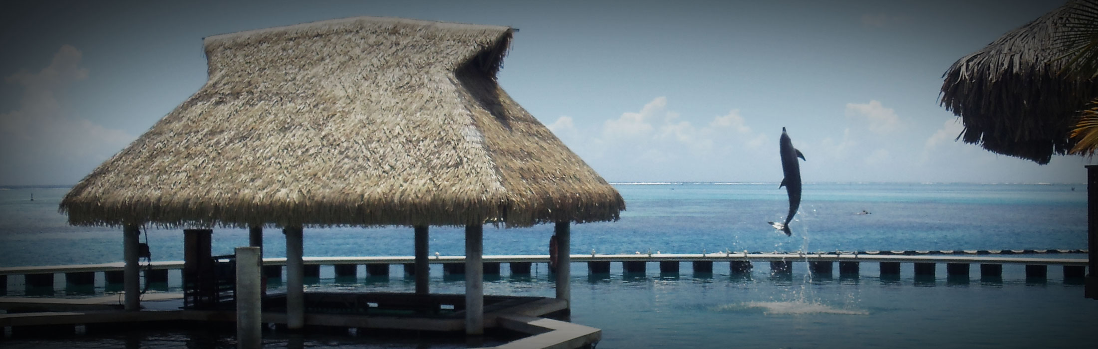 Moorea dolphin centre 02