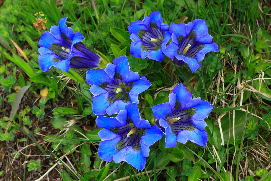 70767892-Alps-Alps-gentian-Alpine-flower-Alpine-flora-mountain-mountain-flower-mountains-mountain-pasture-canton-Bern