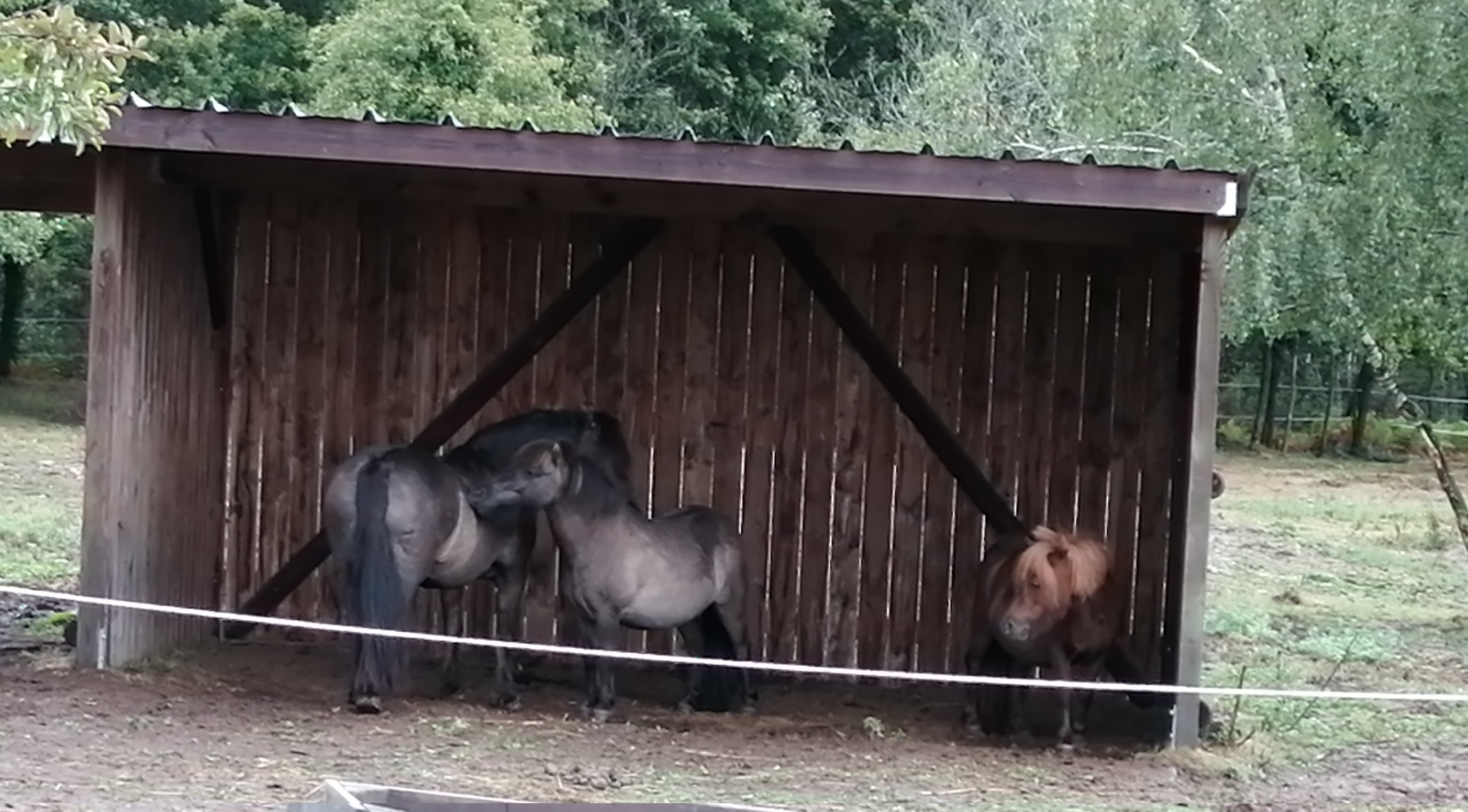 Poneys-pre-abri