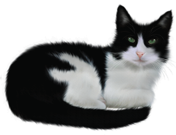 -00000000-animation-a-bon-chat-02-v2