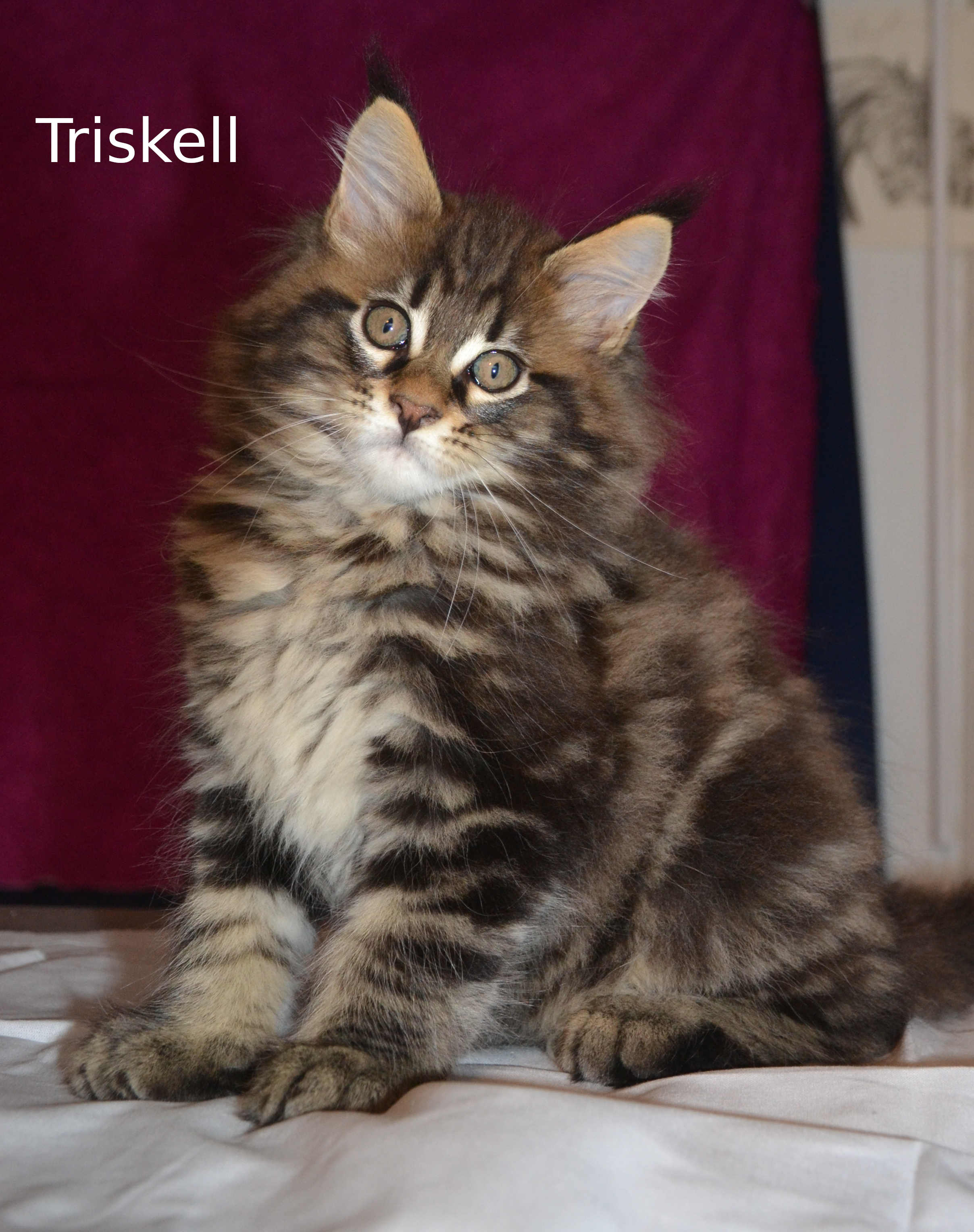 Triskell1
