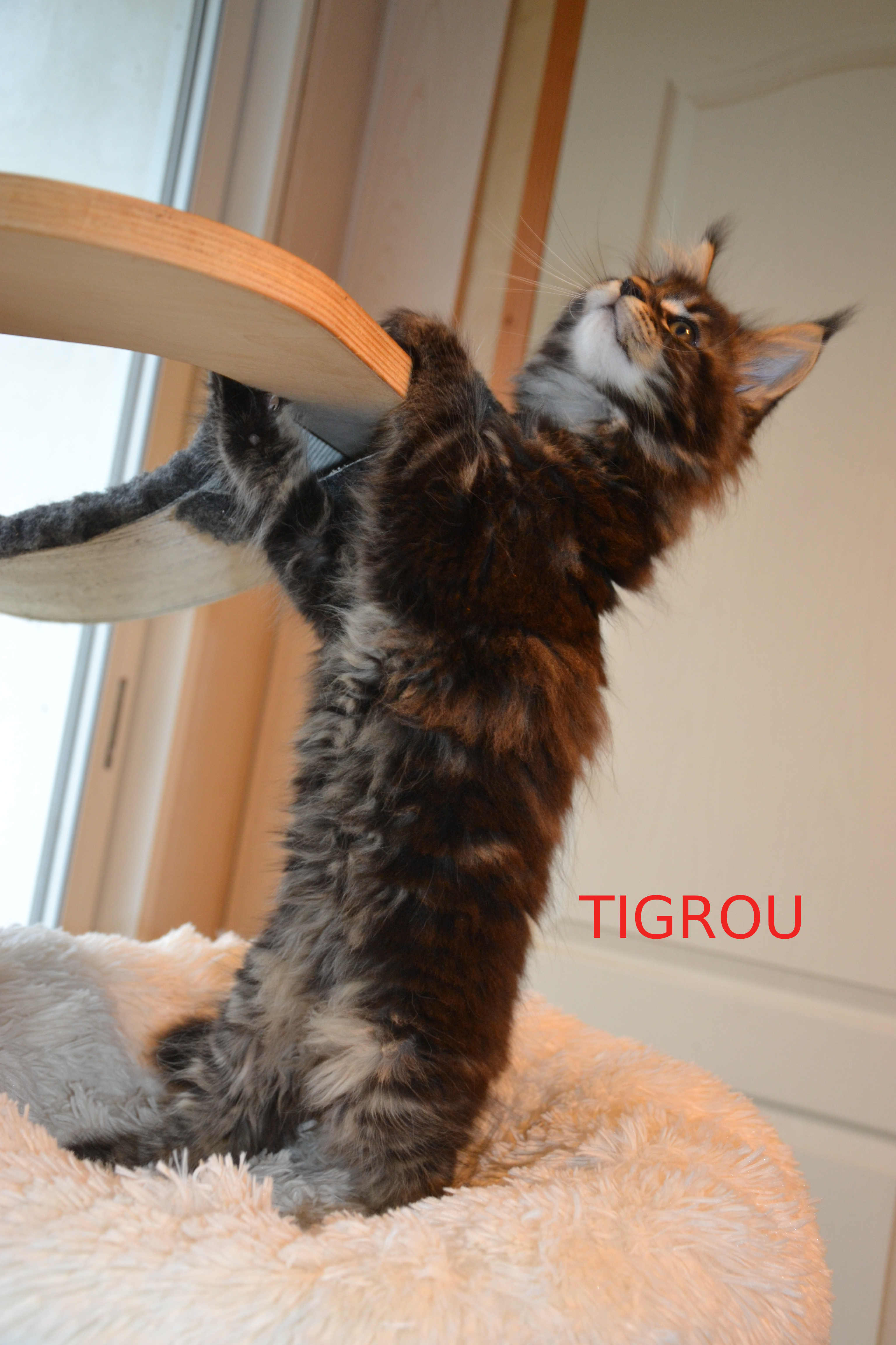 Tigrou2