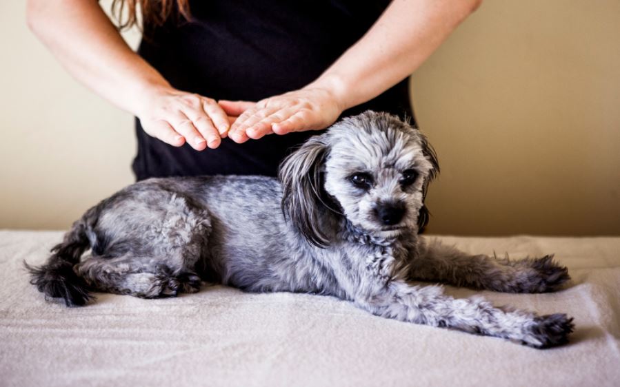 Magnetisme-animaux-2
