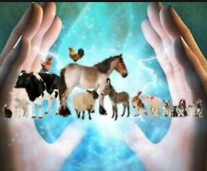Magnetisme-animaux-1