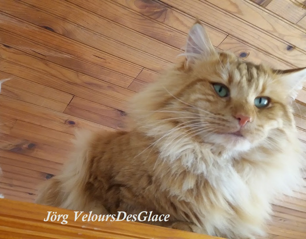 Jorg-Veloursdesglace