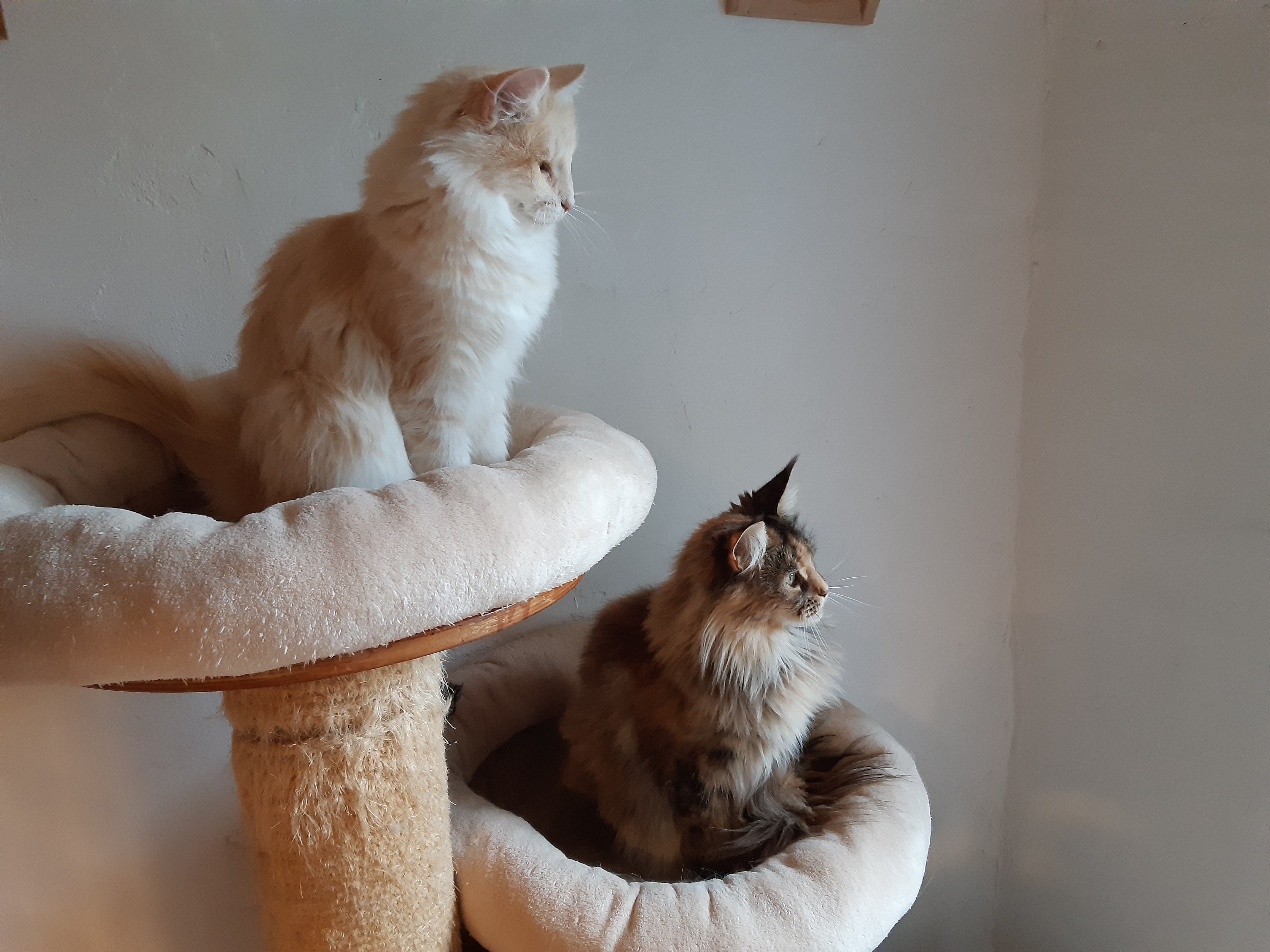 Neva et polaris s princess