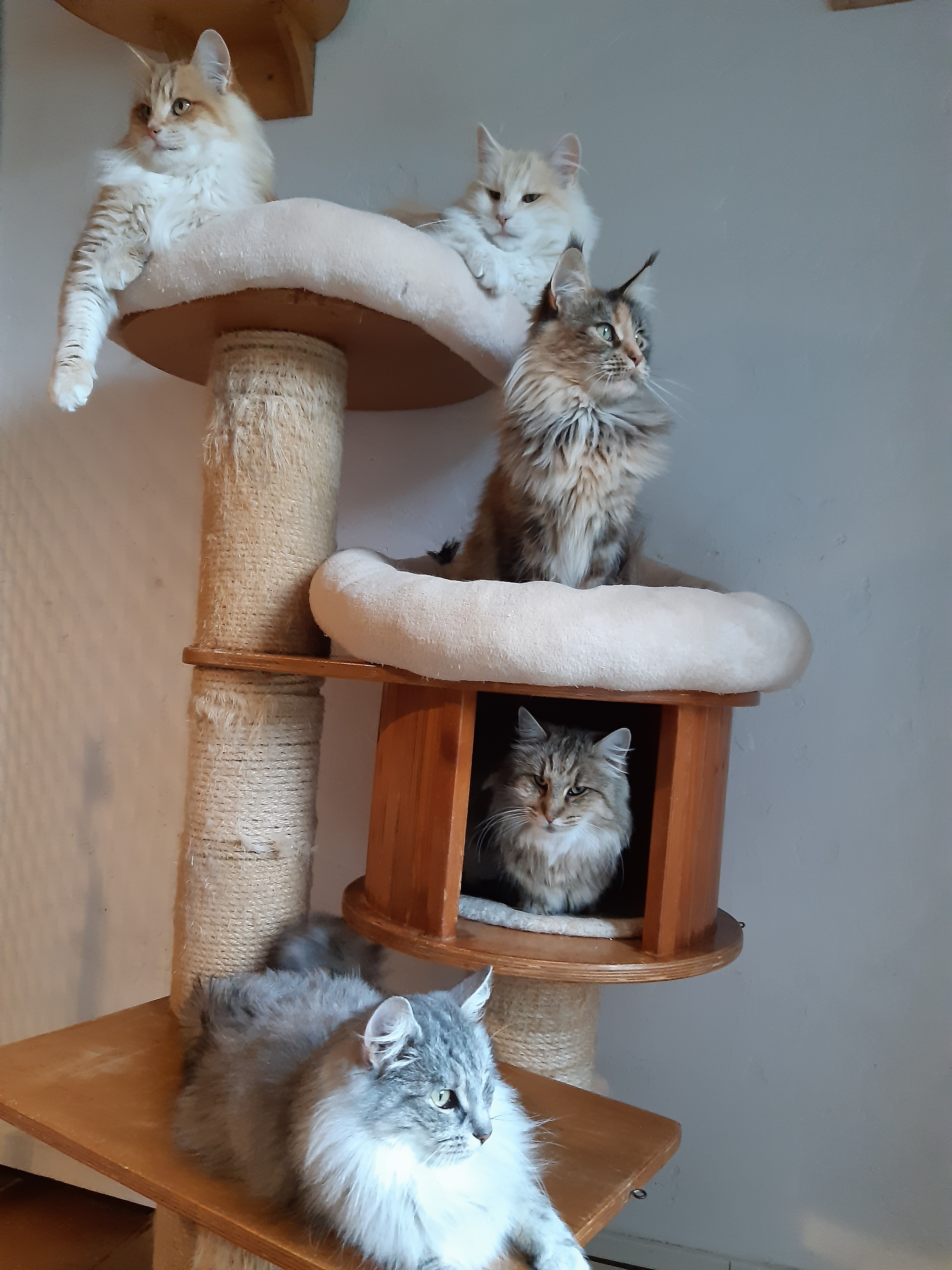 Lofoten neva polaris ilonka nerthus