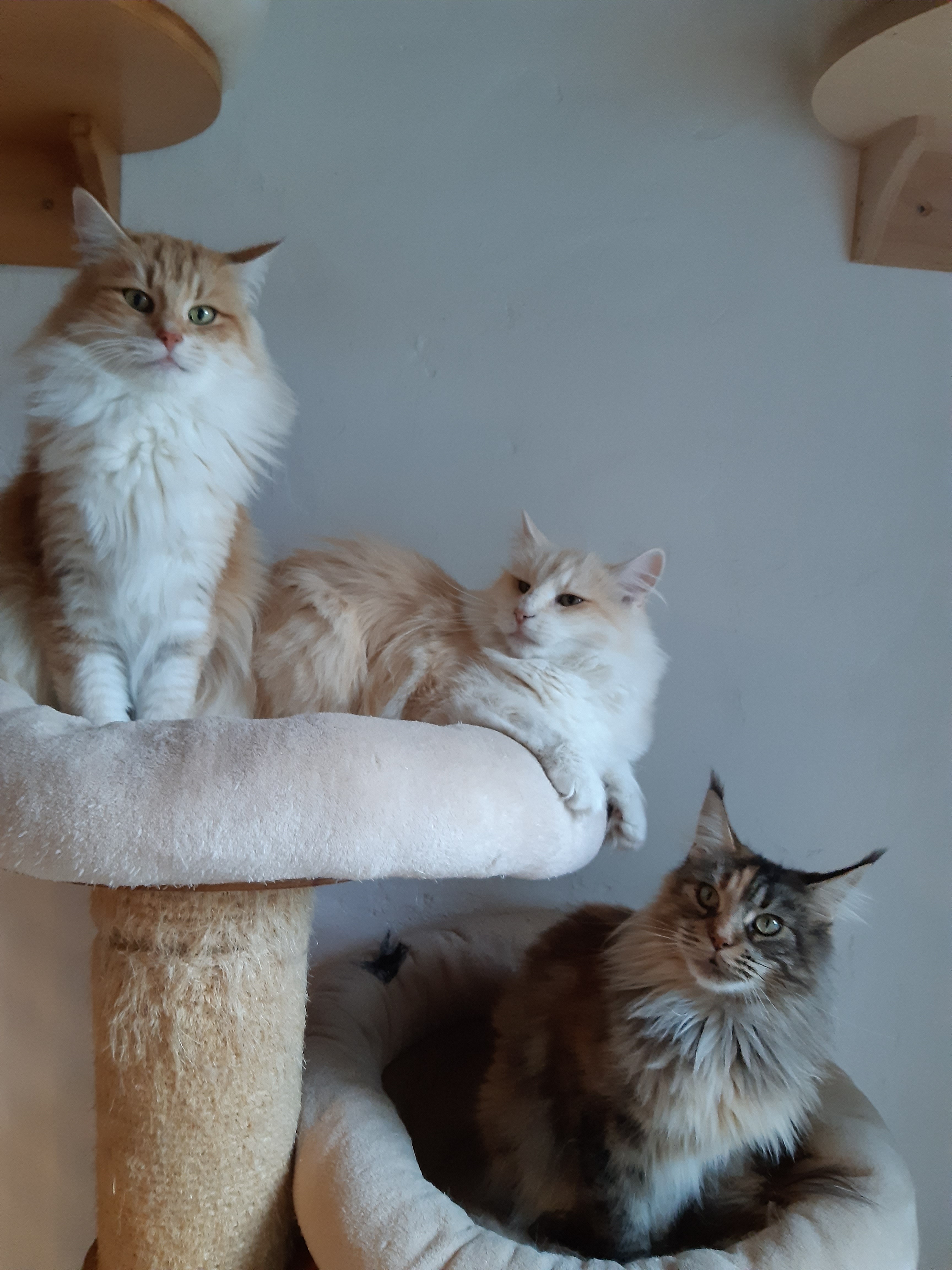 Lofoten neva polaris