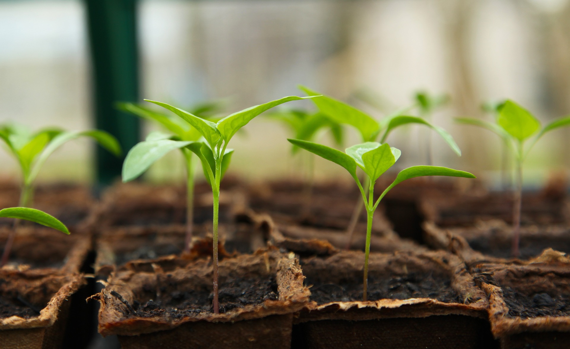 Des énergies gratuites et illimitées au jardin