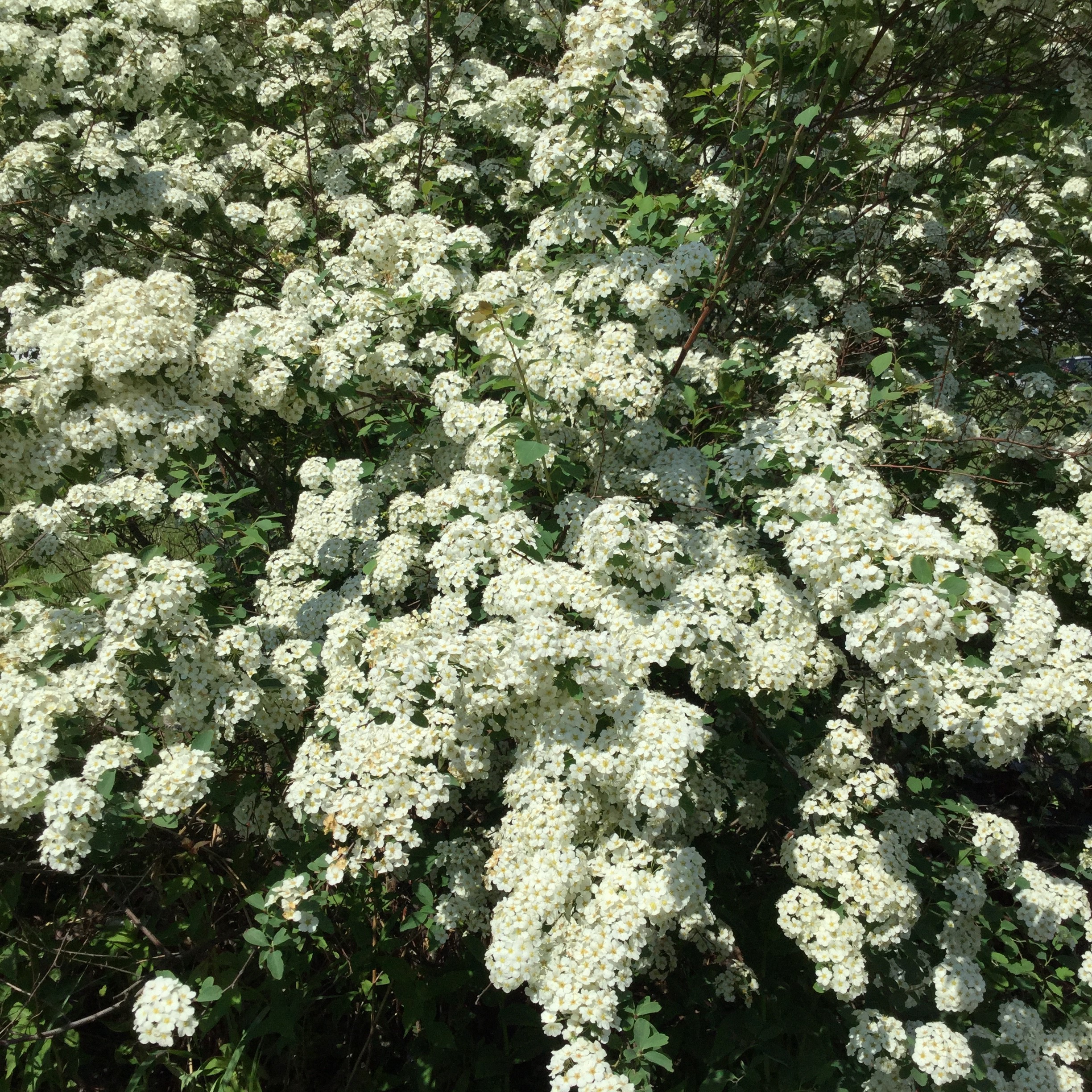 Spirea-x-vanhouttei