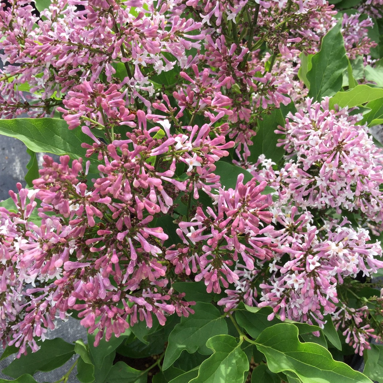 Syringa-Miss-Kim-