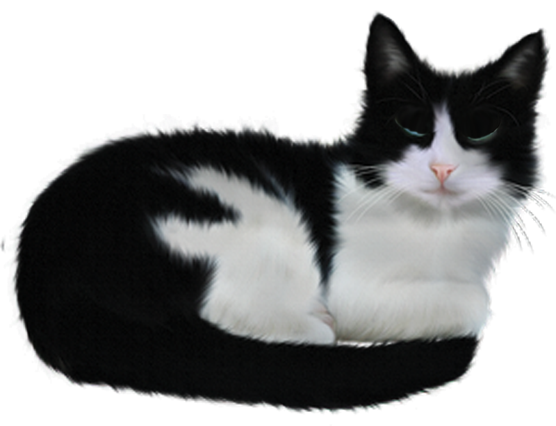 -00000000-gros-chat-yeux-bleus-11-yeux-fermes