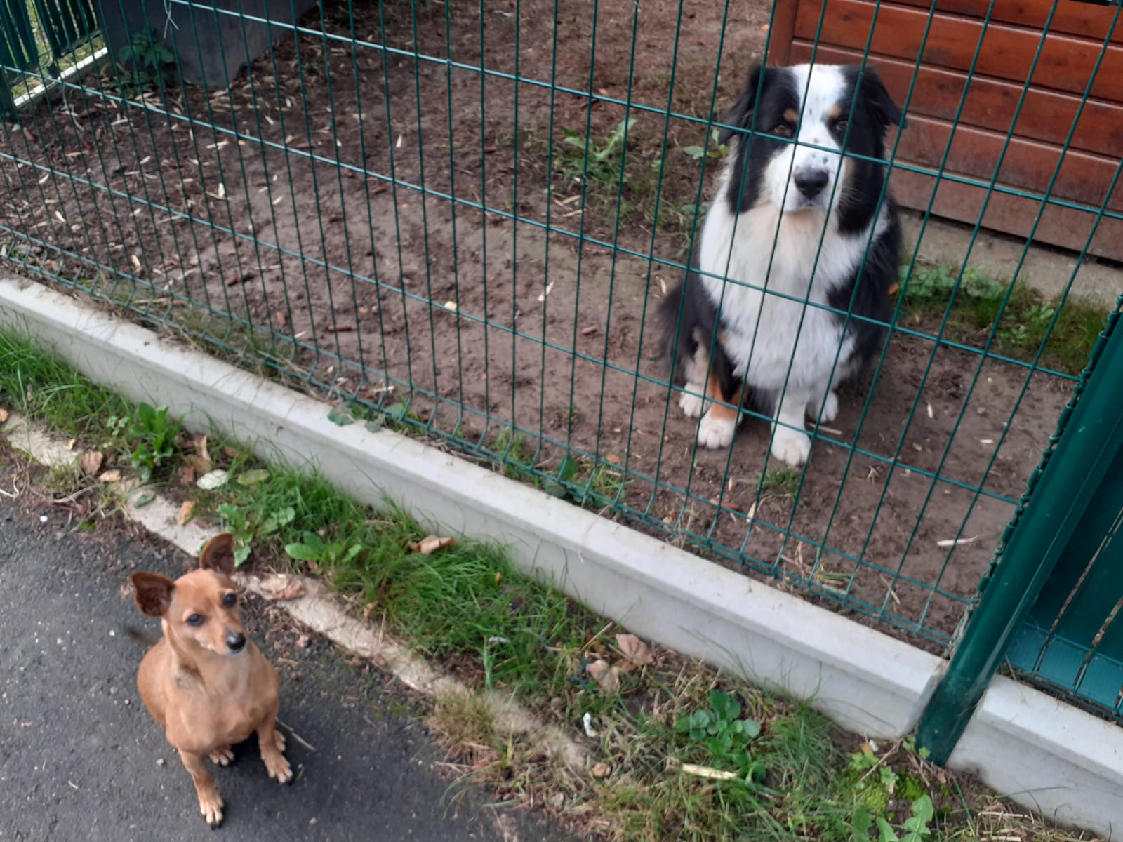 Comment aider un chien réactif agressif à ne plus attaquer lorsqu'il est dans son jardin ?