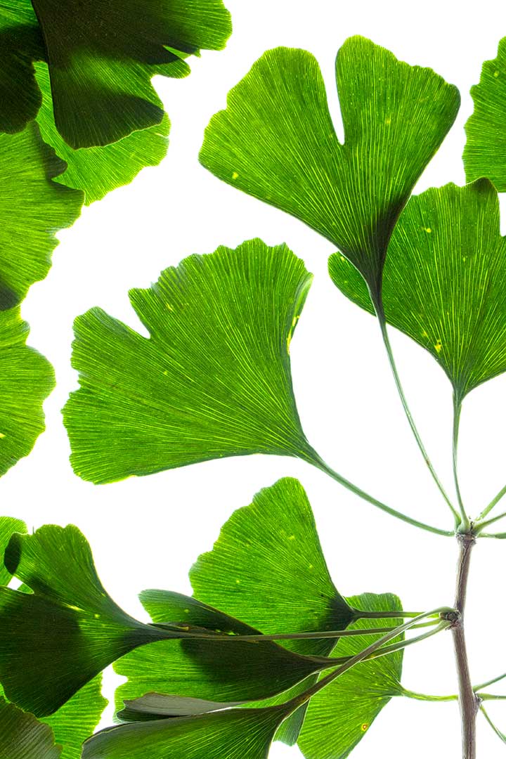Ginkgo 1