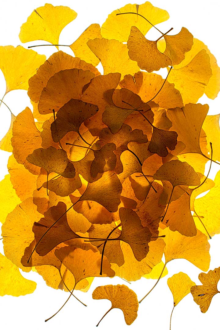 Ginkgo 2