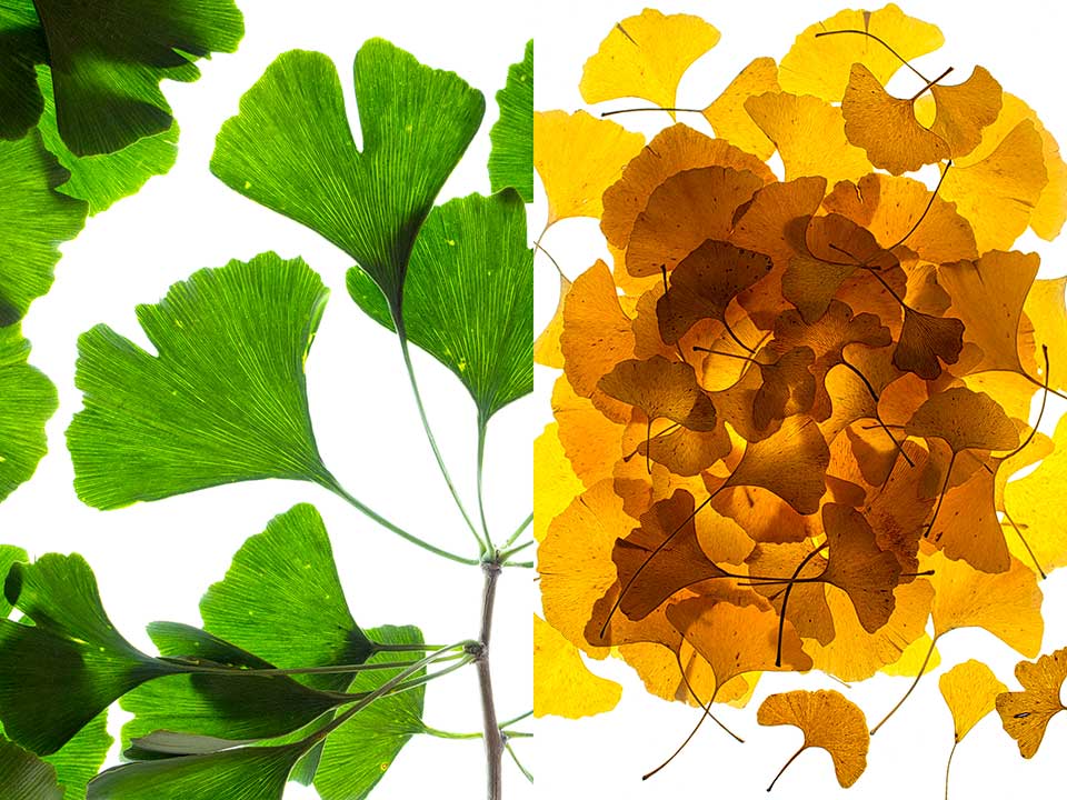 Ginkgo duo