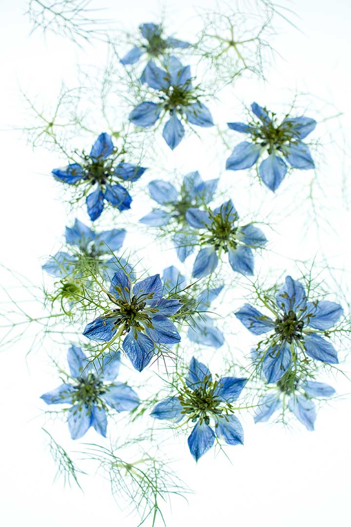 Nigelles fleurs