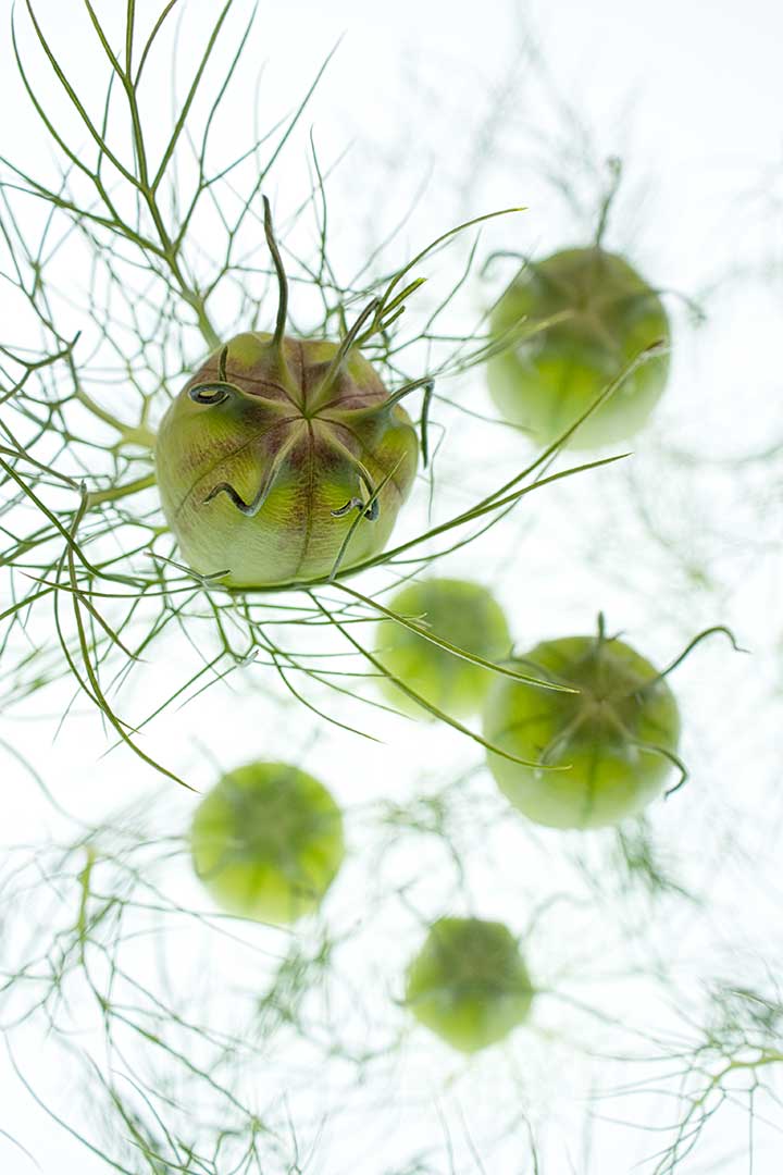 Nigelles capsules