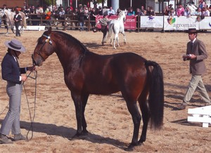 Golegatroisans