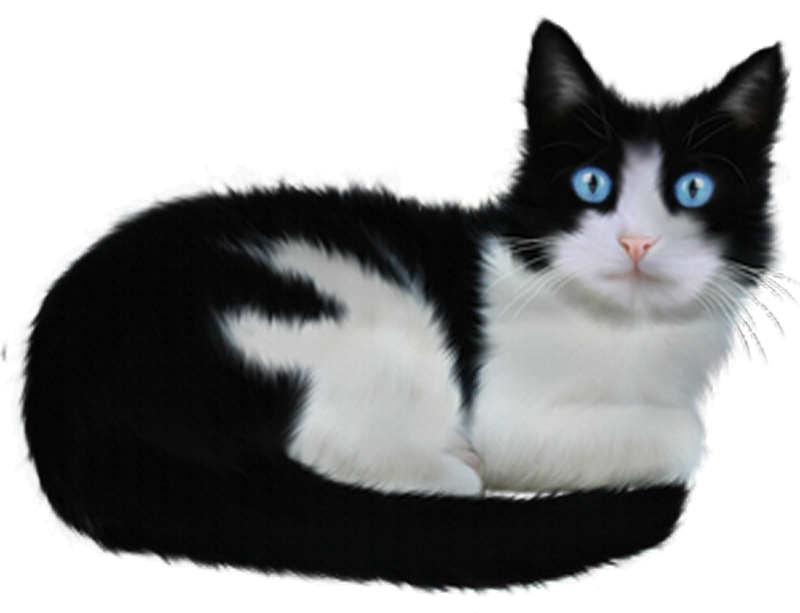 -00000000-gros-chat-yeux-bleus-autre-10