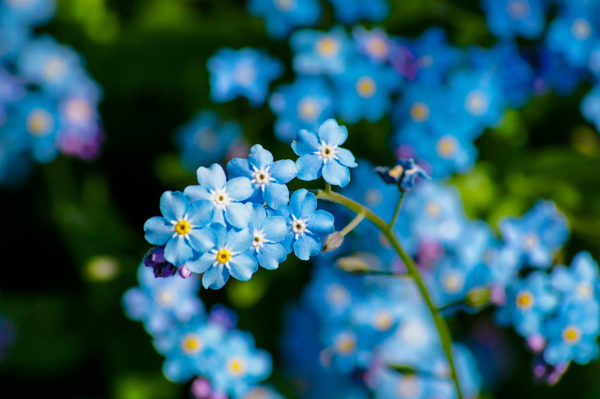 Forget-me-nots-g1bf6abafc 1920