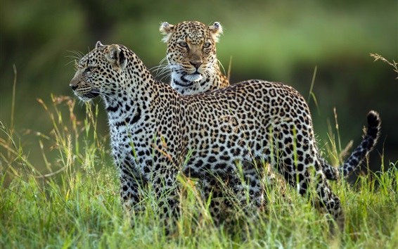 2-leopards