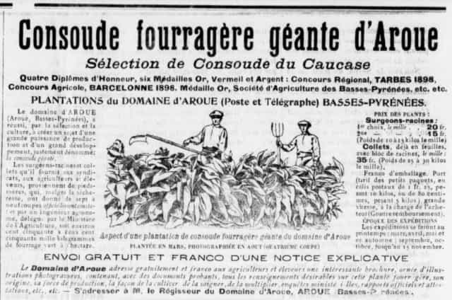la consoude et son utilisation en france à la belle époque