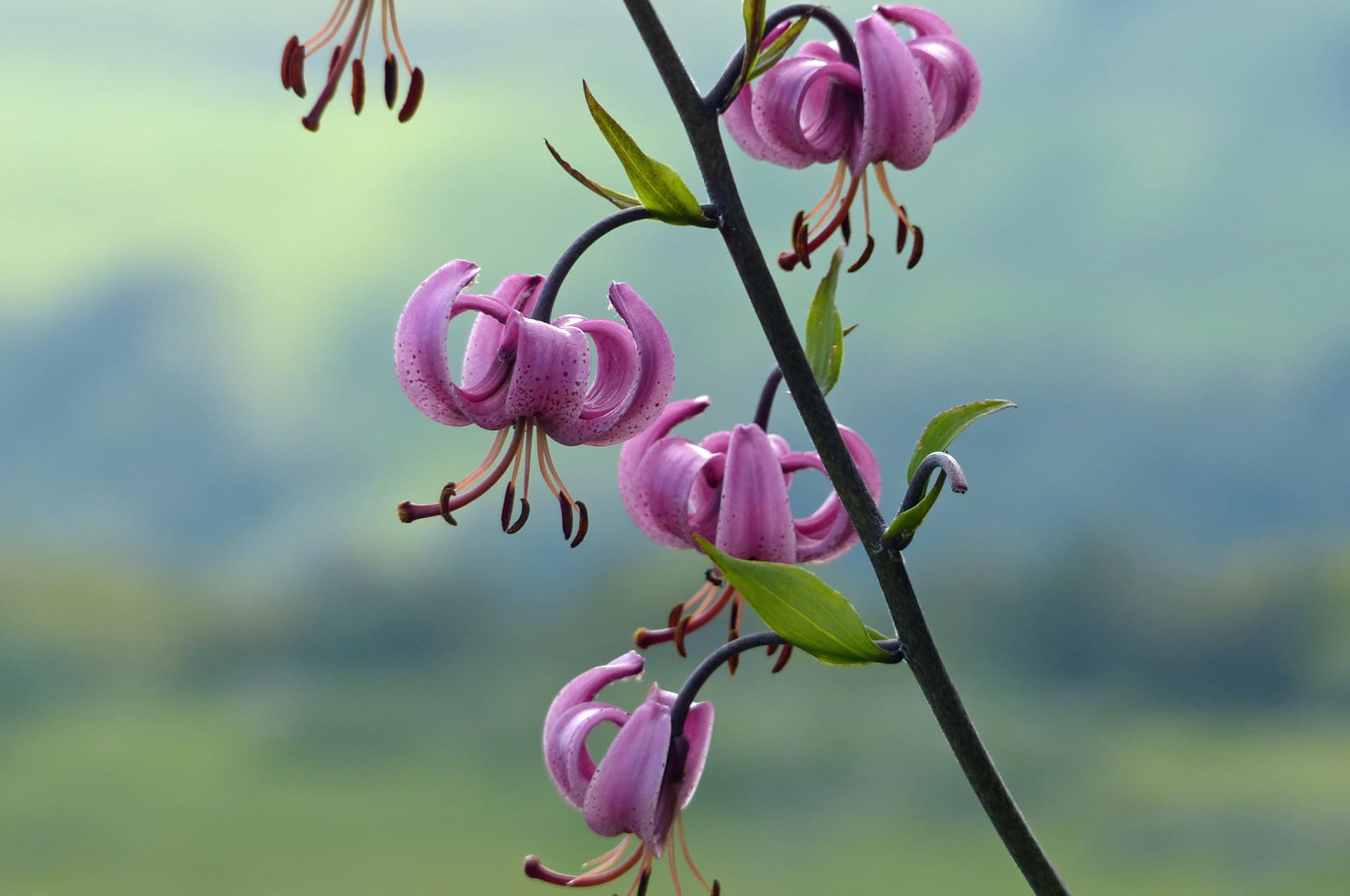 Lys martagon