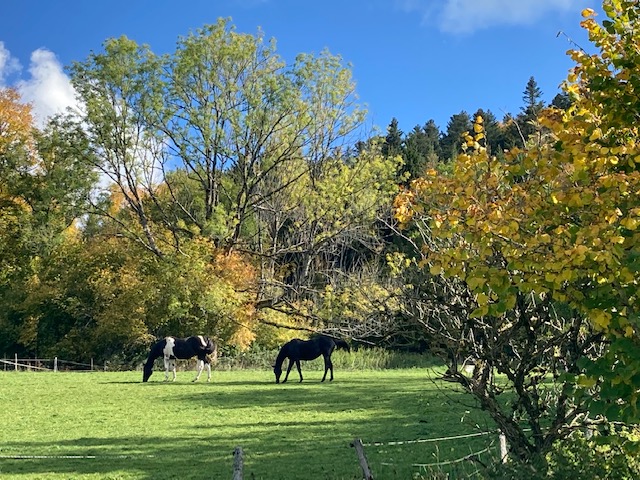 Chevauxautomne