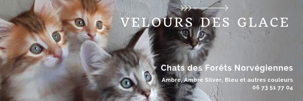 Bandeau-Velours-des-GLACE