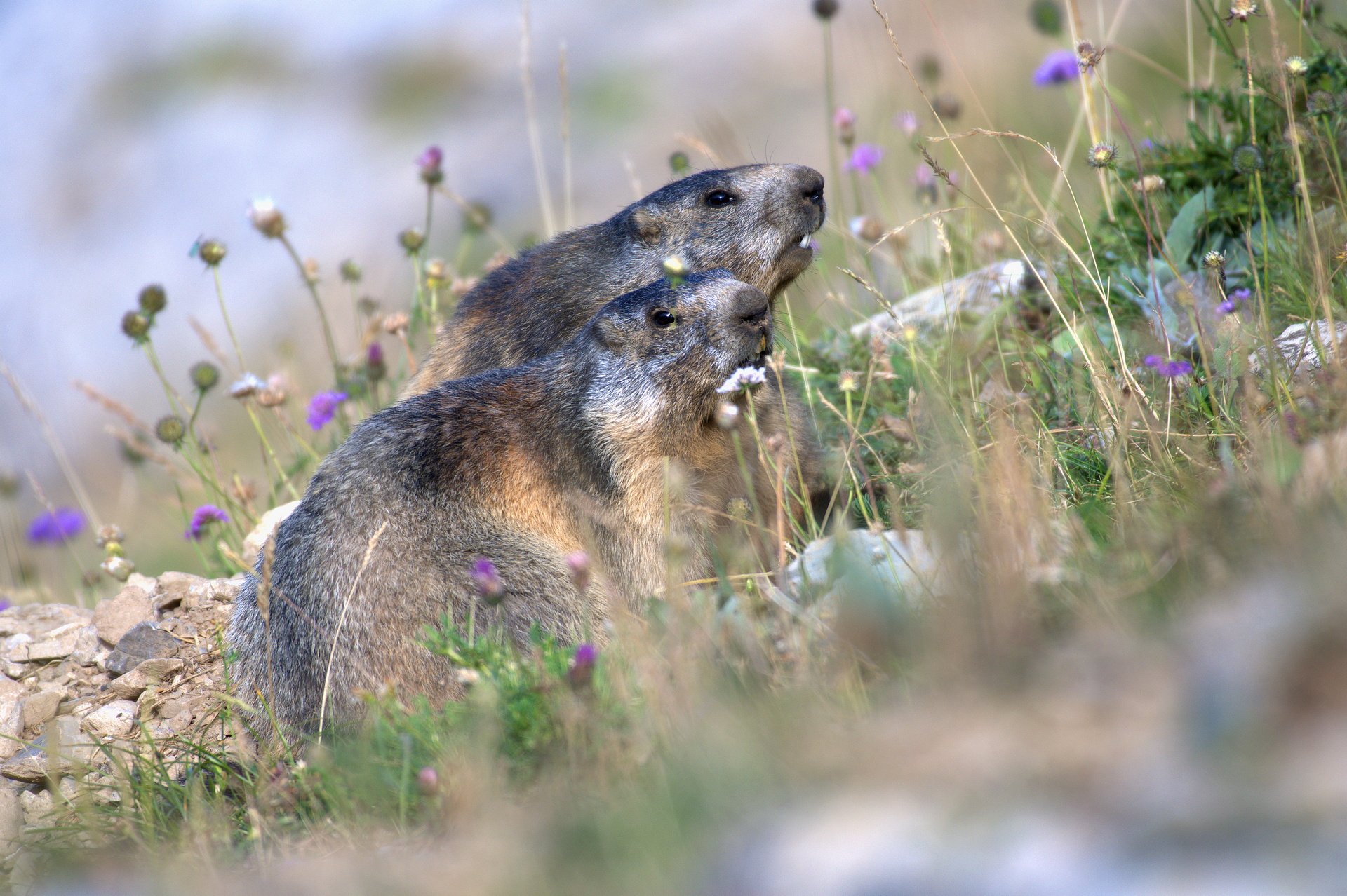 2marmott