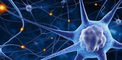 Neurones