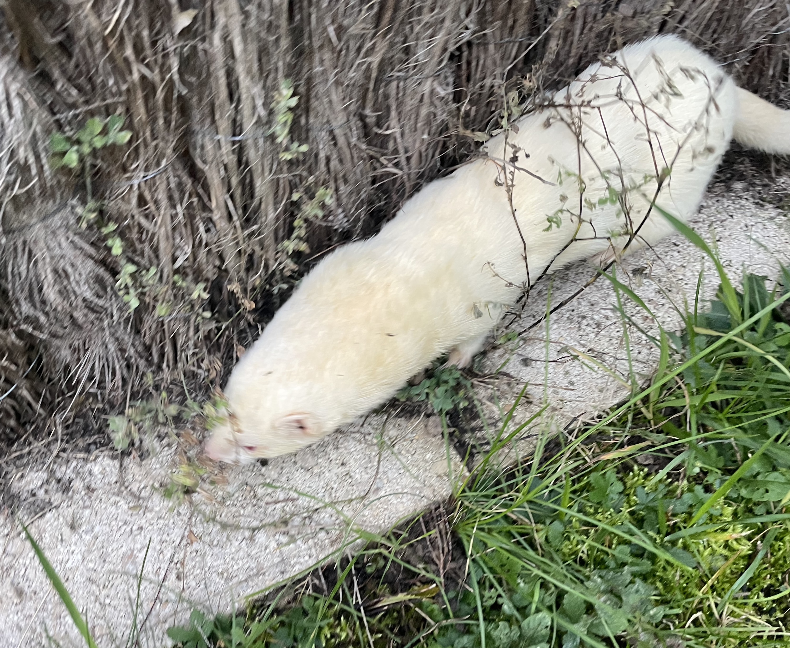 Furet-cherche-rat