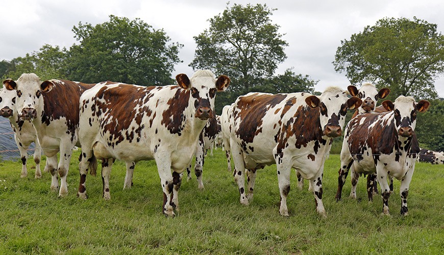 Vaches-3