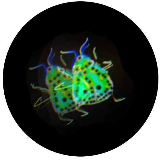 Insecte 4-v2