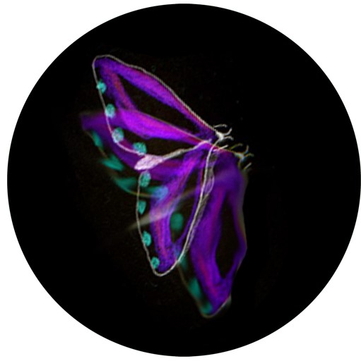 Insecte 3-v2