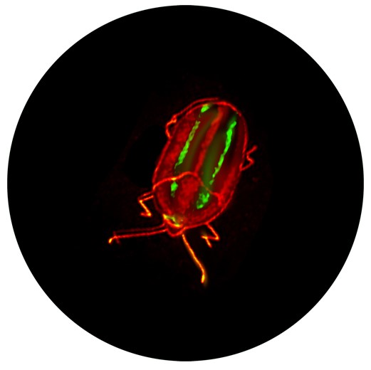 Insecte 2-v2
