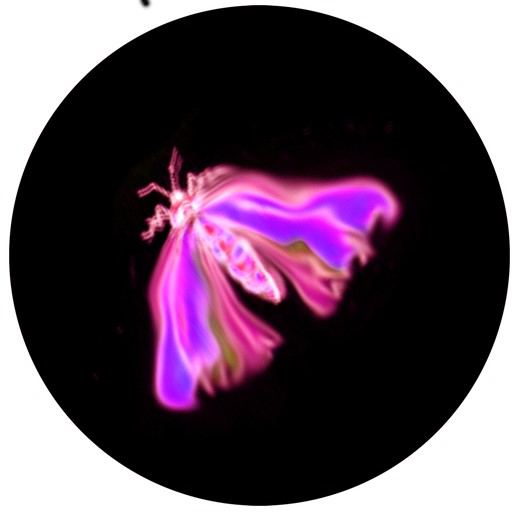 Insecte 1-v2