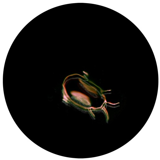 Insecte 5-v2