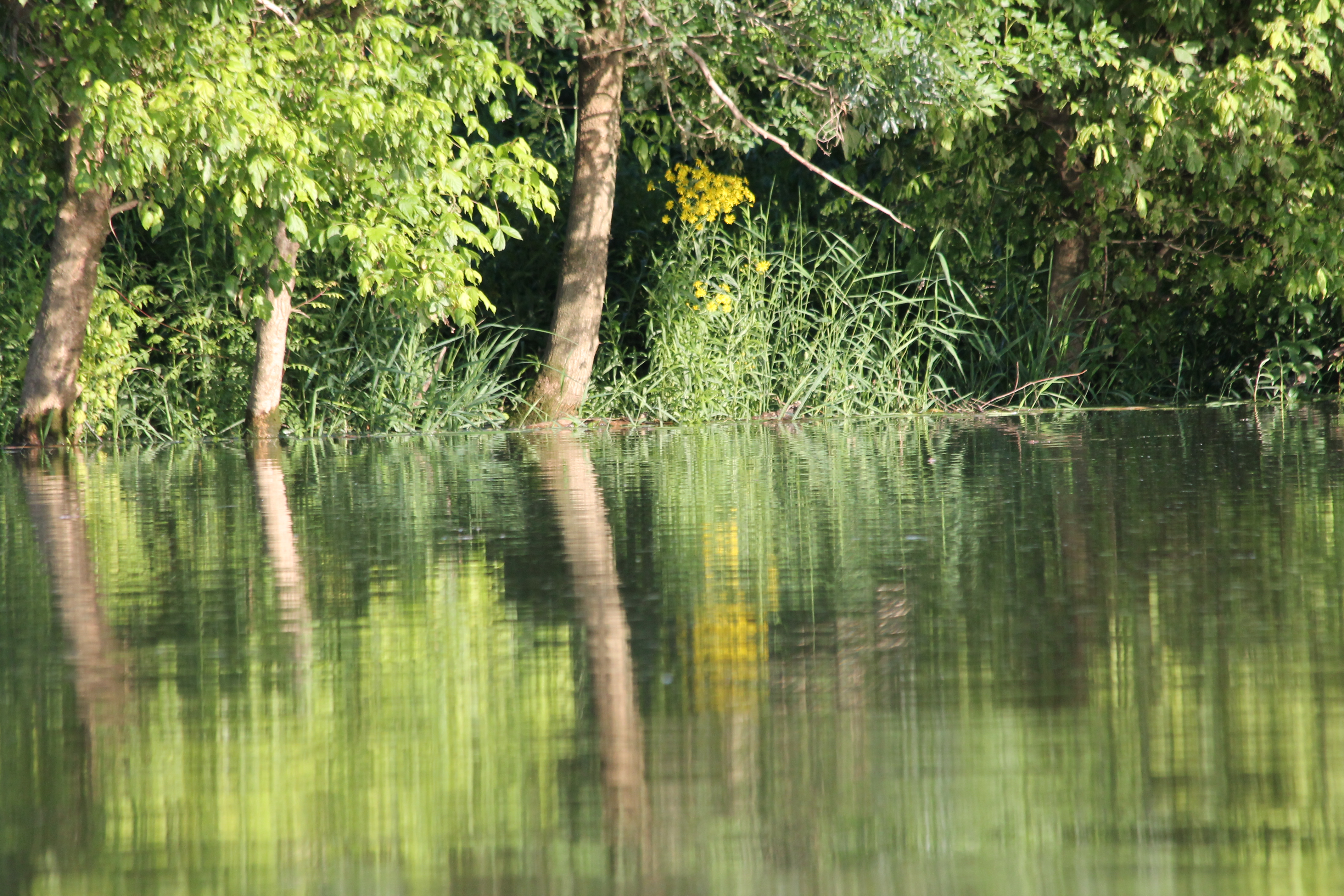 Reflet saone