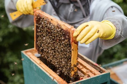 Campagne de Déclaration des ruches 2022